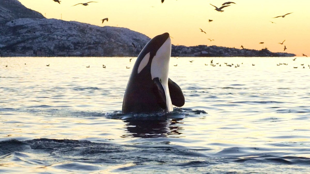 Зубы касатки