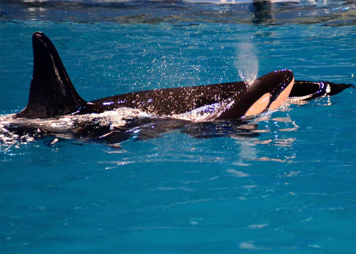 Голова касатки