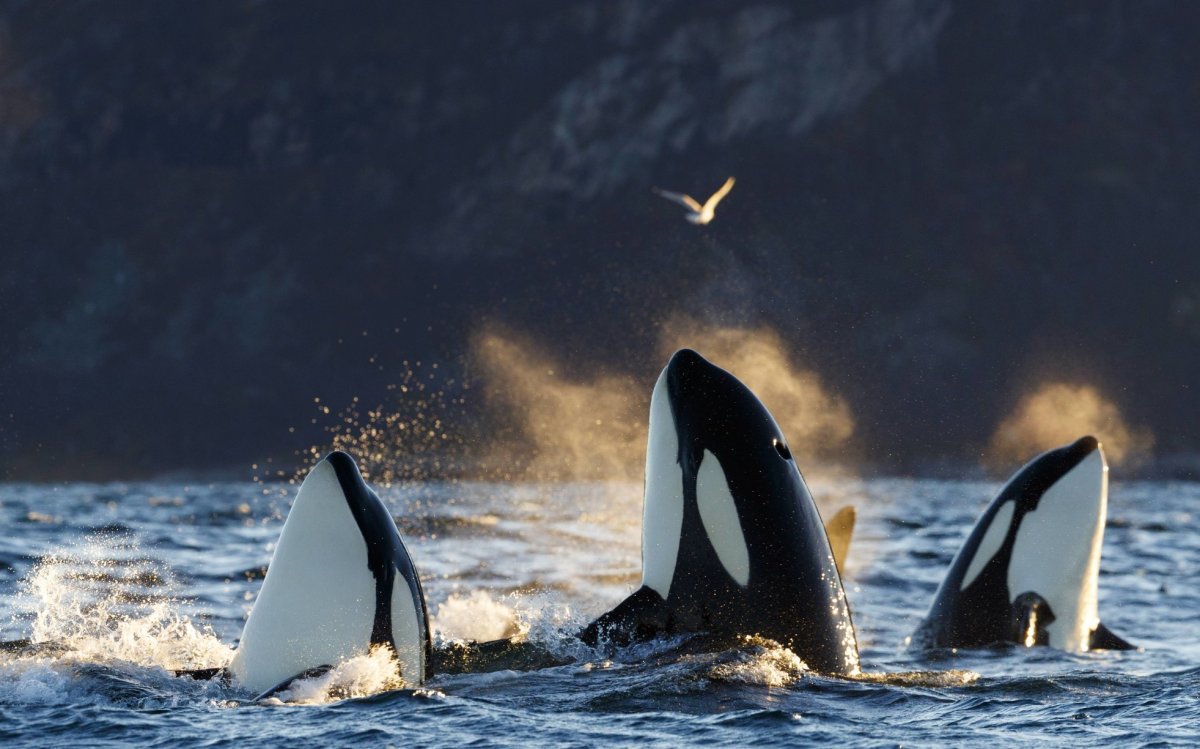 Касатка Кейко