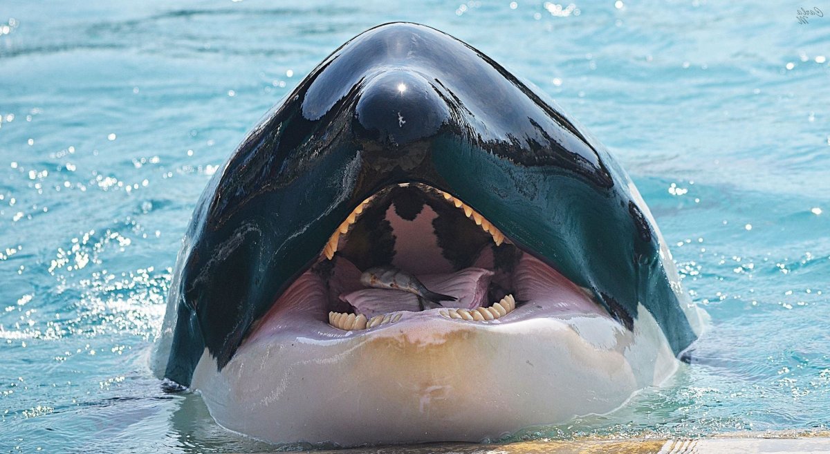 Кит и косатка и акула и Дельфин