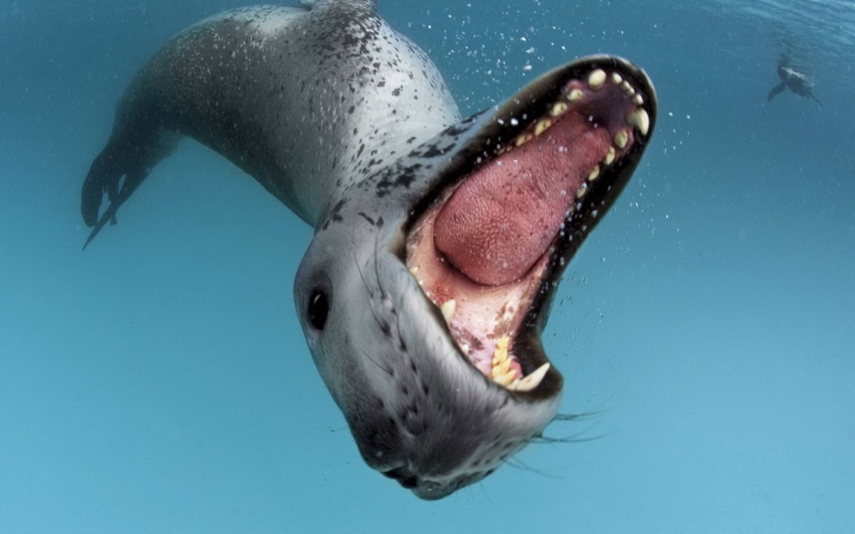 Orcinus Orca коса́тка Orca Killer Whale