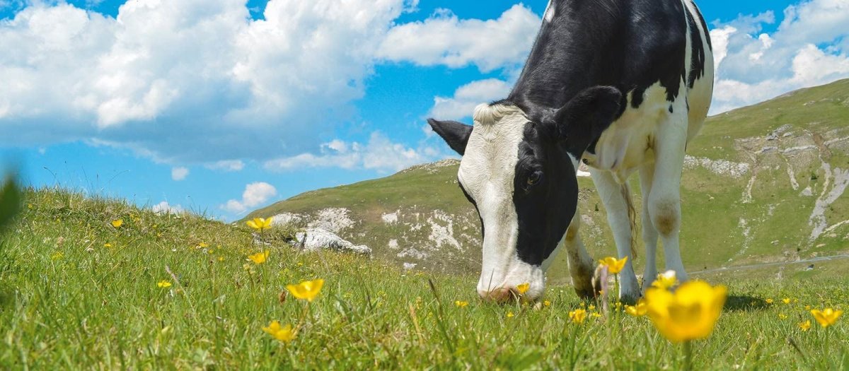 Хайлендская корова Шотландия