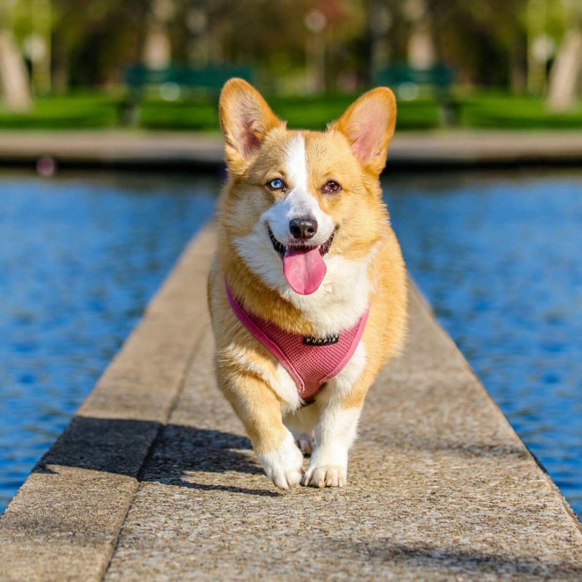 Шлейка для корги пемброк