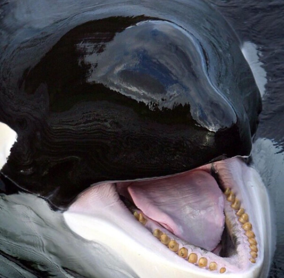 Орка Касатка