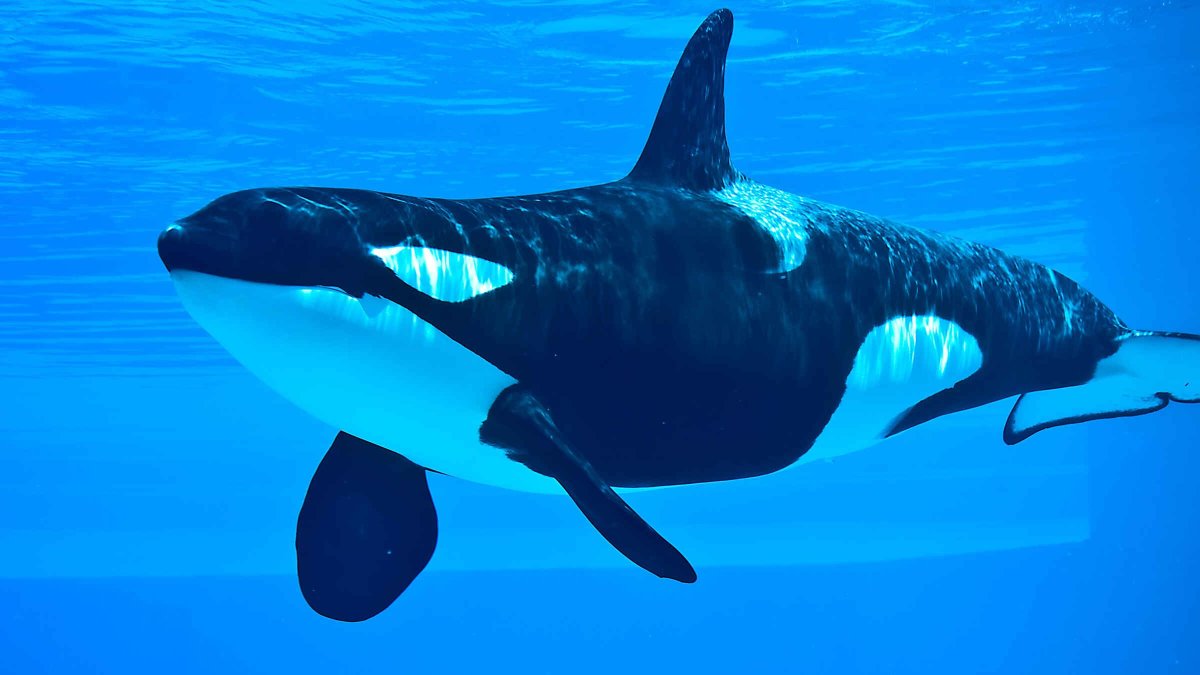 Касатки в природе