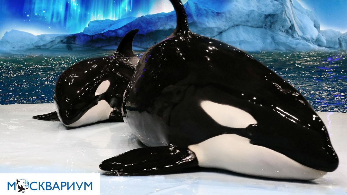 Касатка против белой акулы