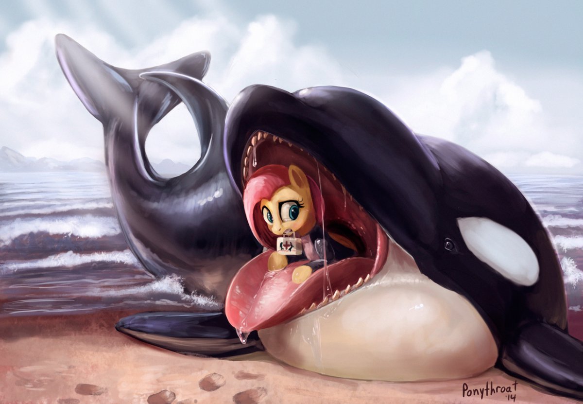 Подводный мир касатки