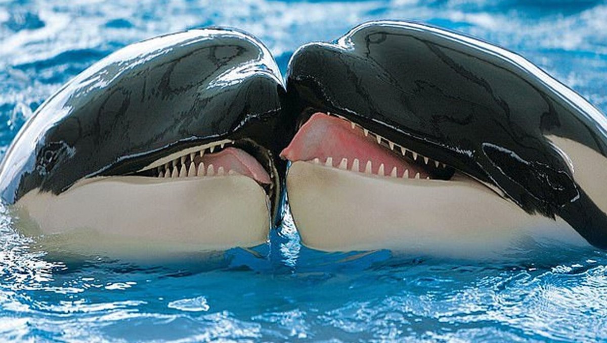 Касатки картины красивые