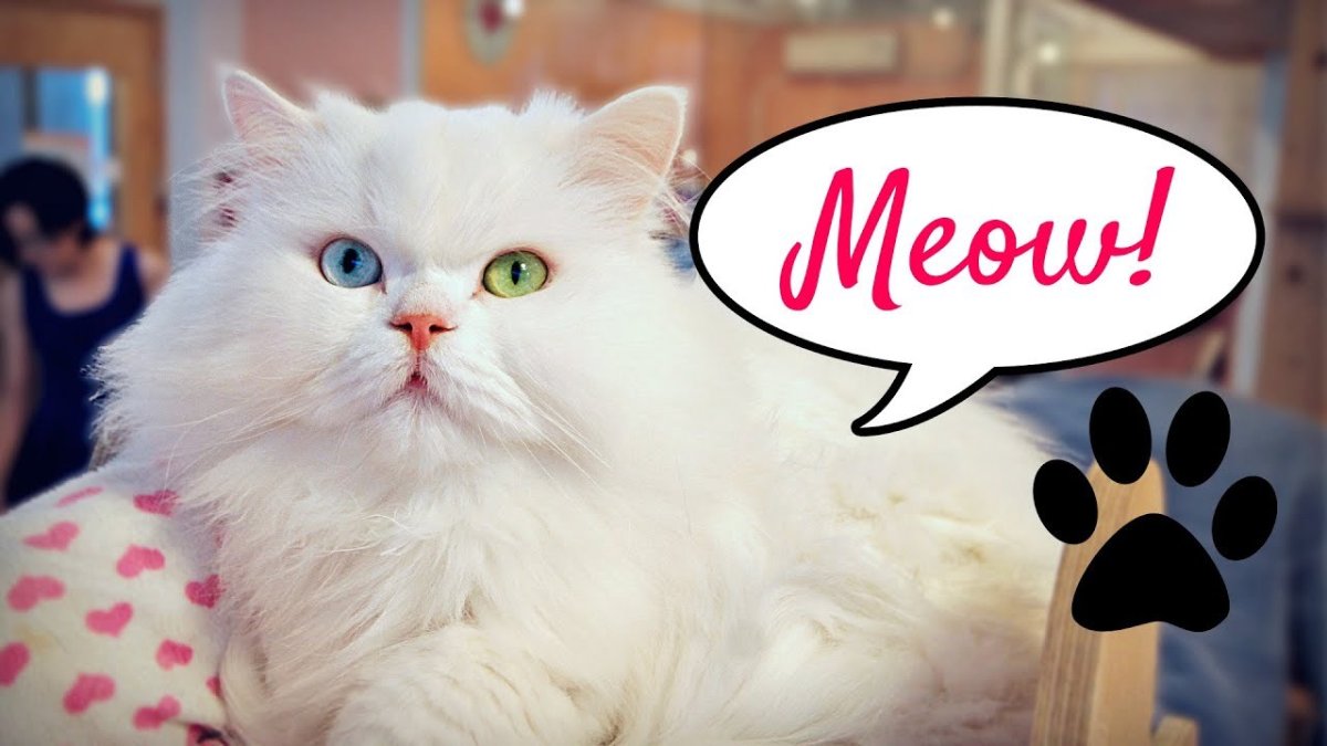 Кошка в Южной Корее