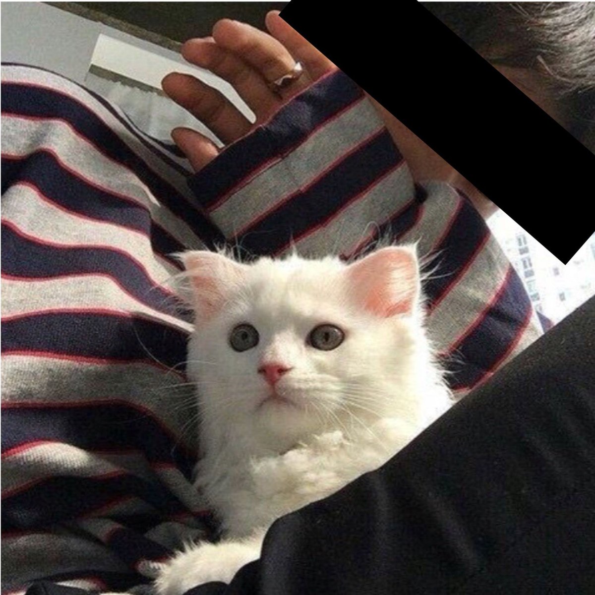 Корейский парень с котенком