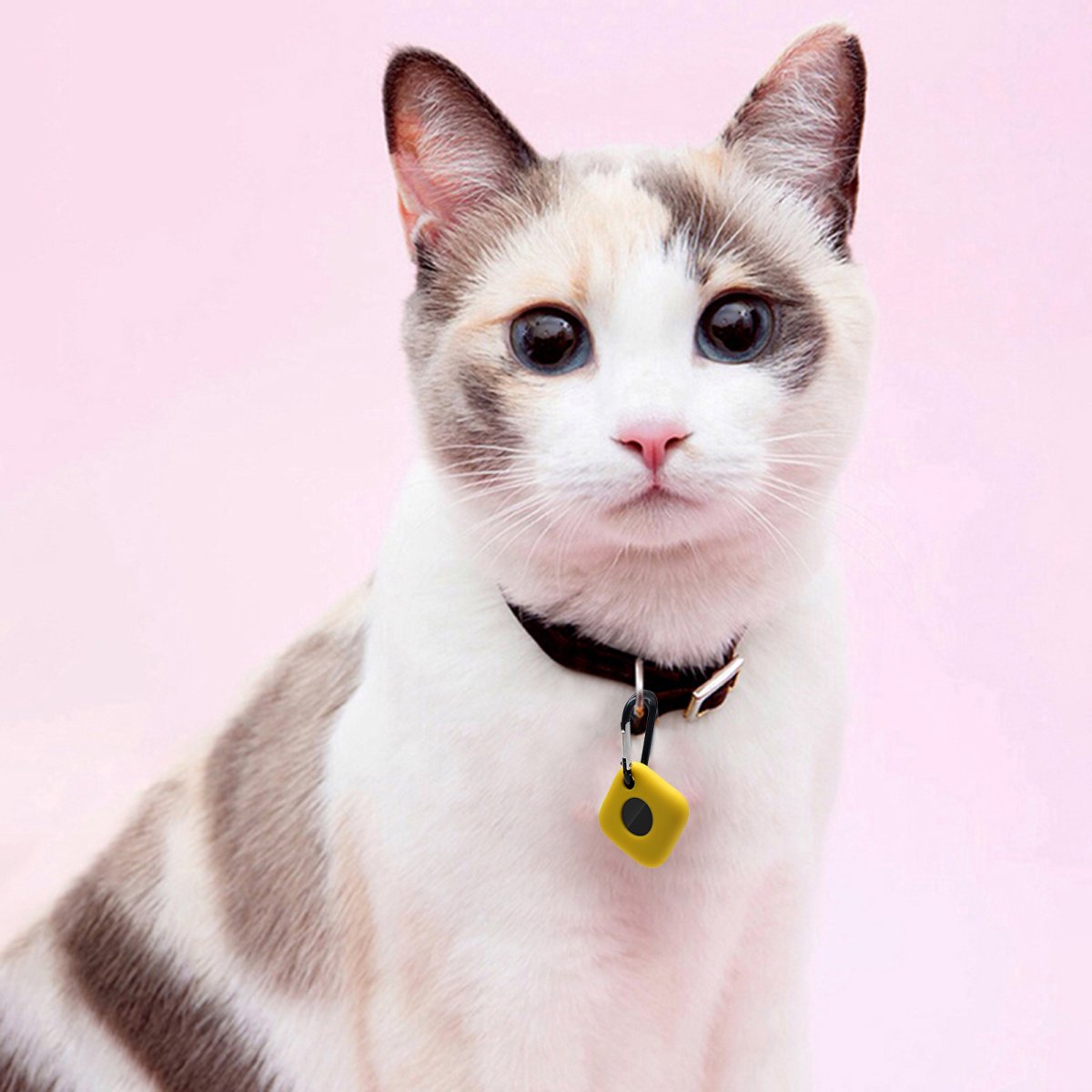 Котики Эстетика