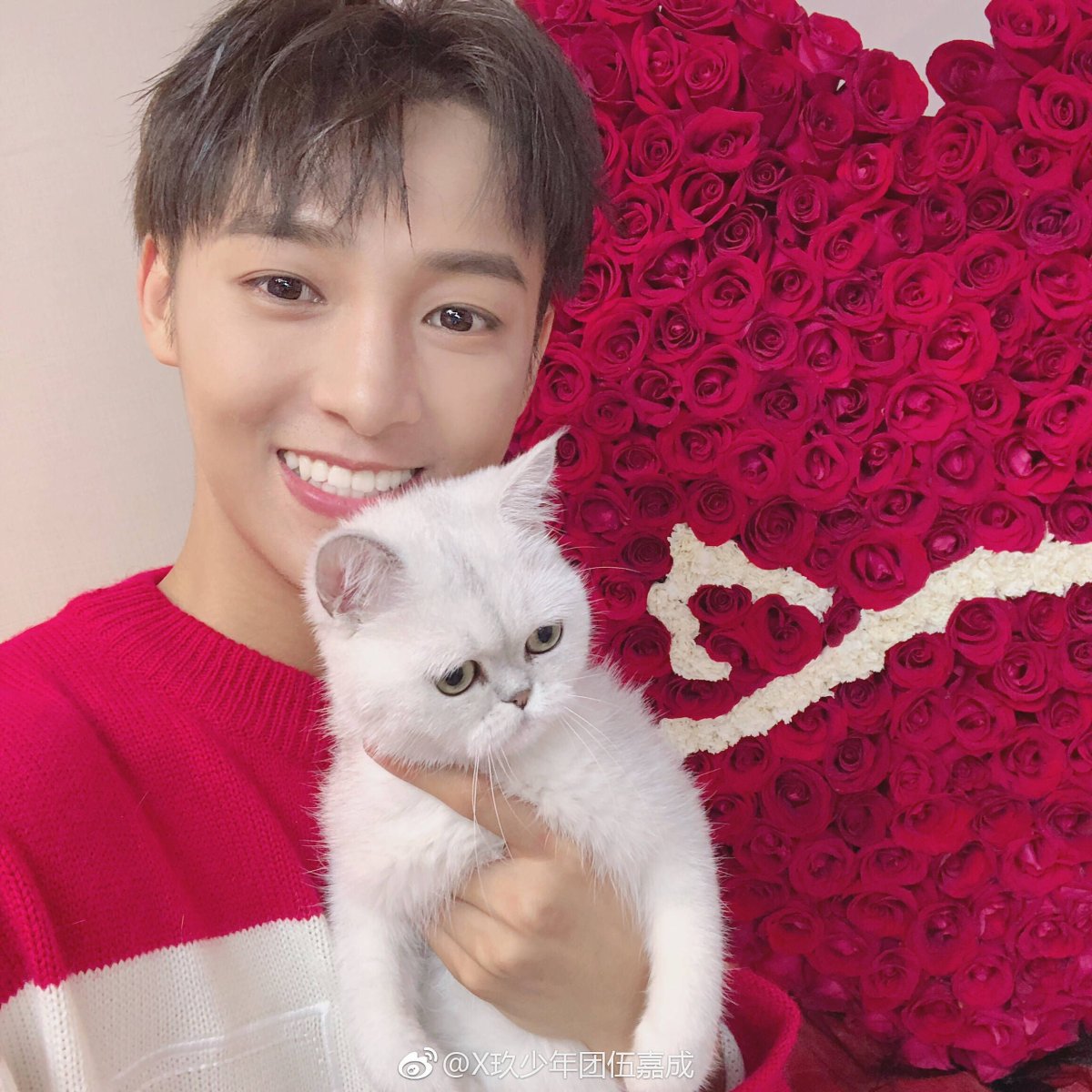 Животные на корейском