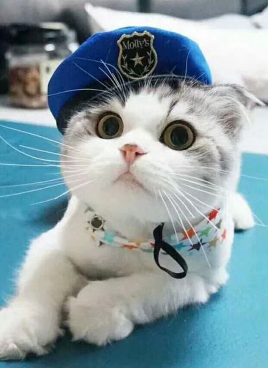 Коты в Корее