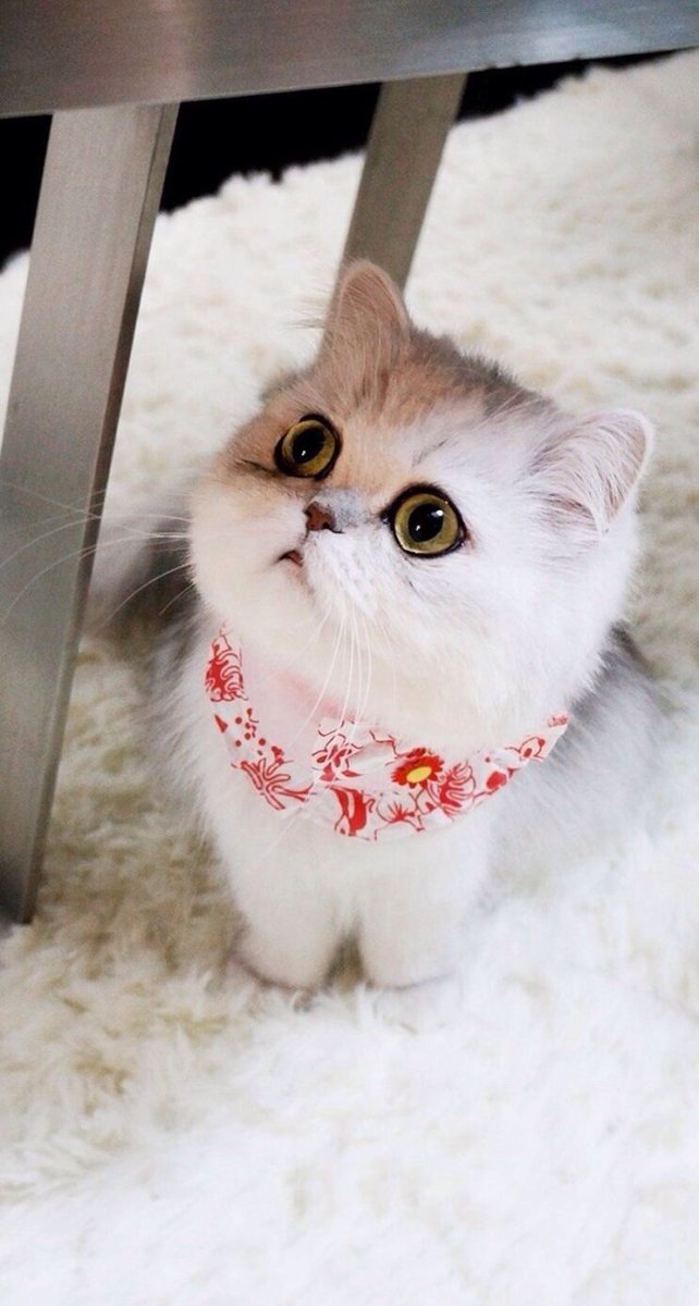 Няшная кошка