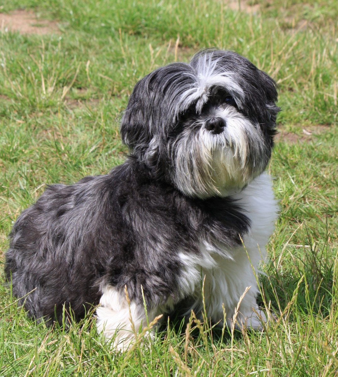 Тибетский терьер стрижка