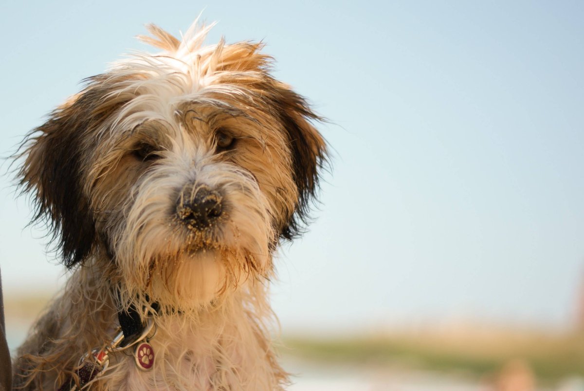 Лхаса Апсо и тибетский терьер