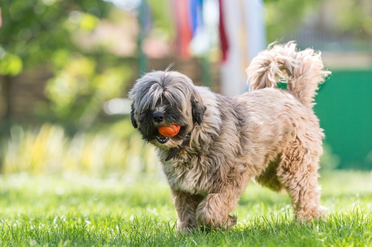 Tibetan Terrier кусает ли