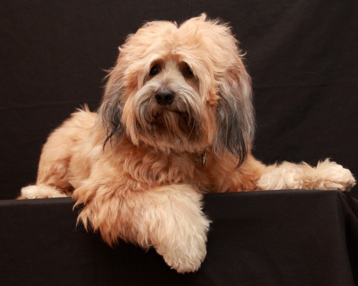 Кучерявый терьер