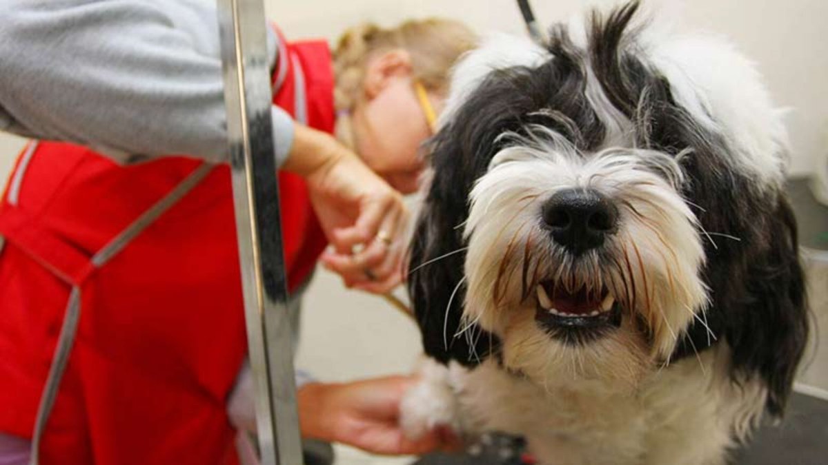 Тибетский терьер