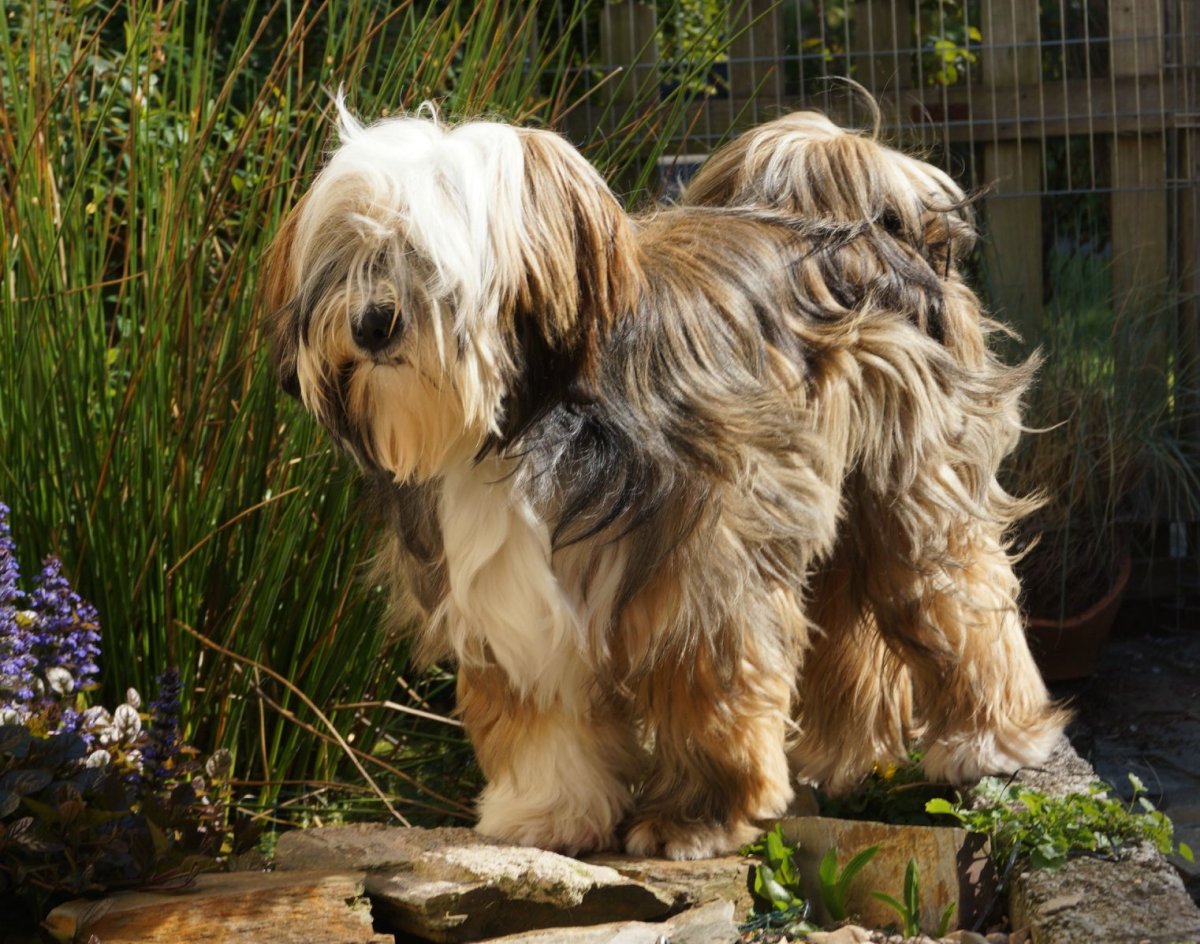 Породы собак для мужиков