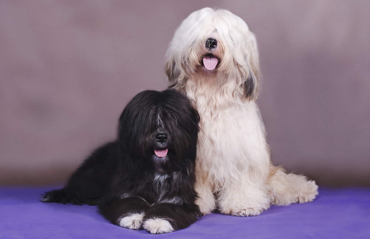 Тибетский терьер