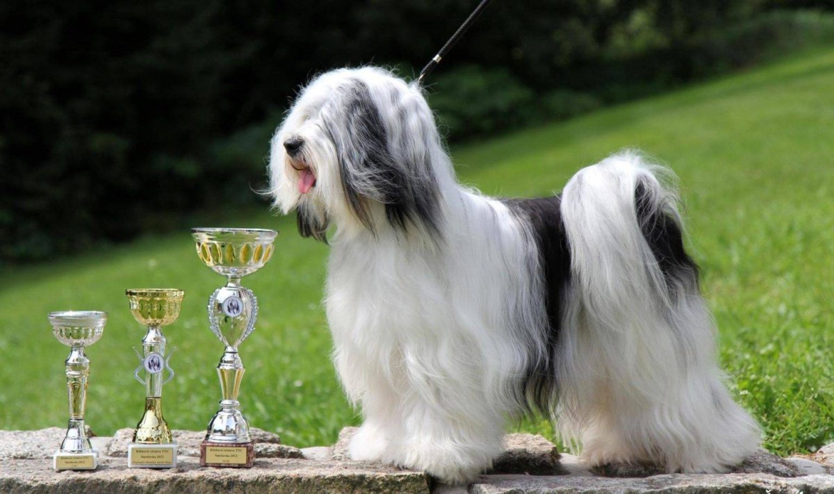 Карликовый тибетский терьер