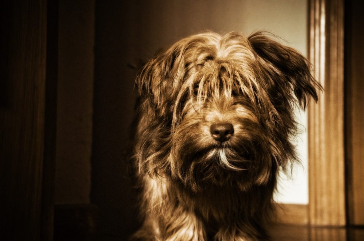 Тибетский терьер короткошерстный