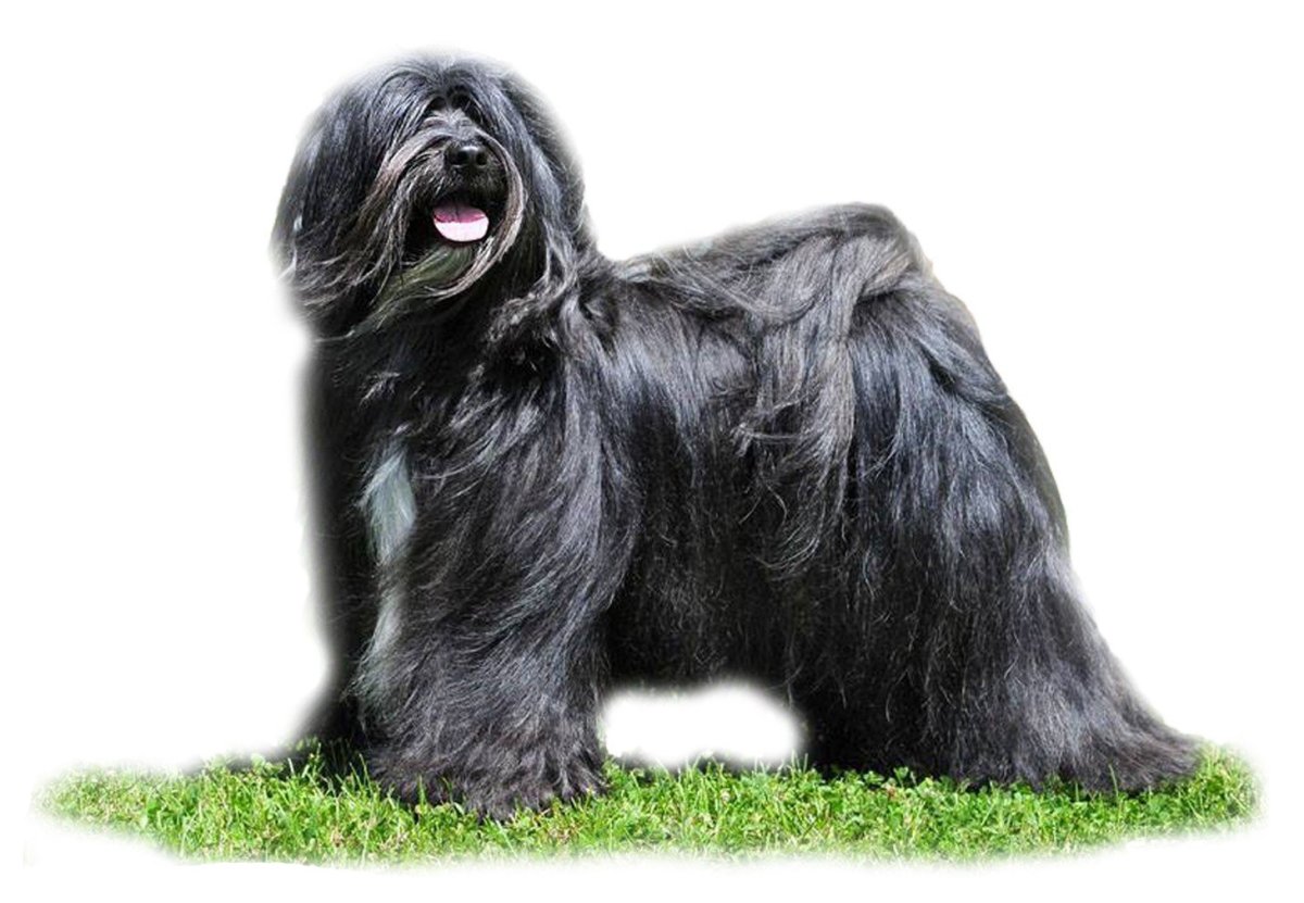 Тибетский терьер вид сбоку