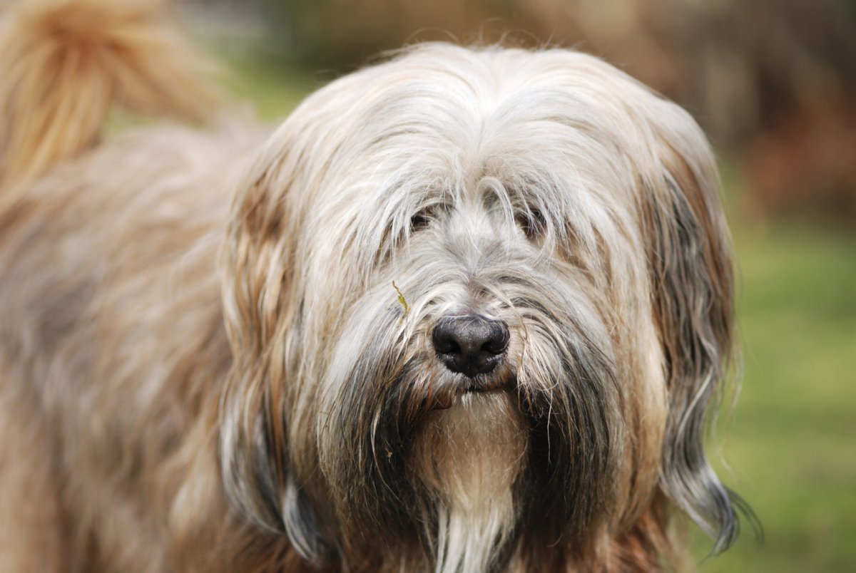 Кокапу тибетский терьер