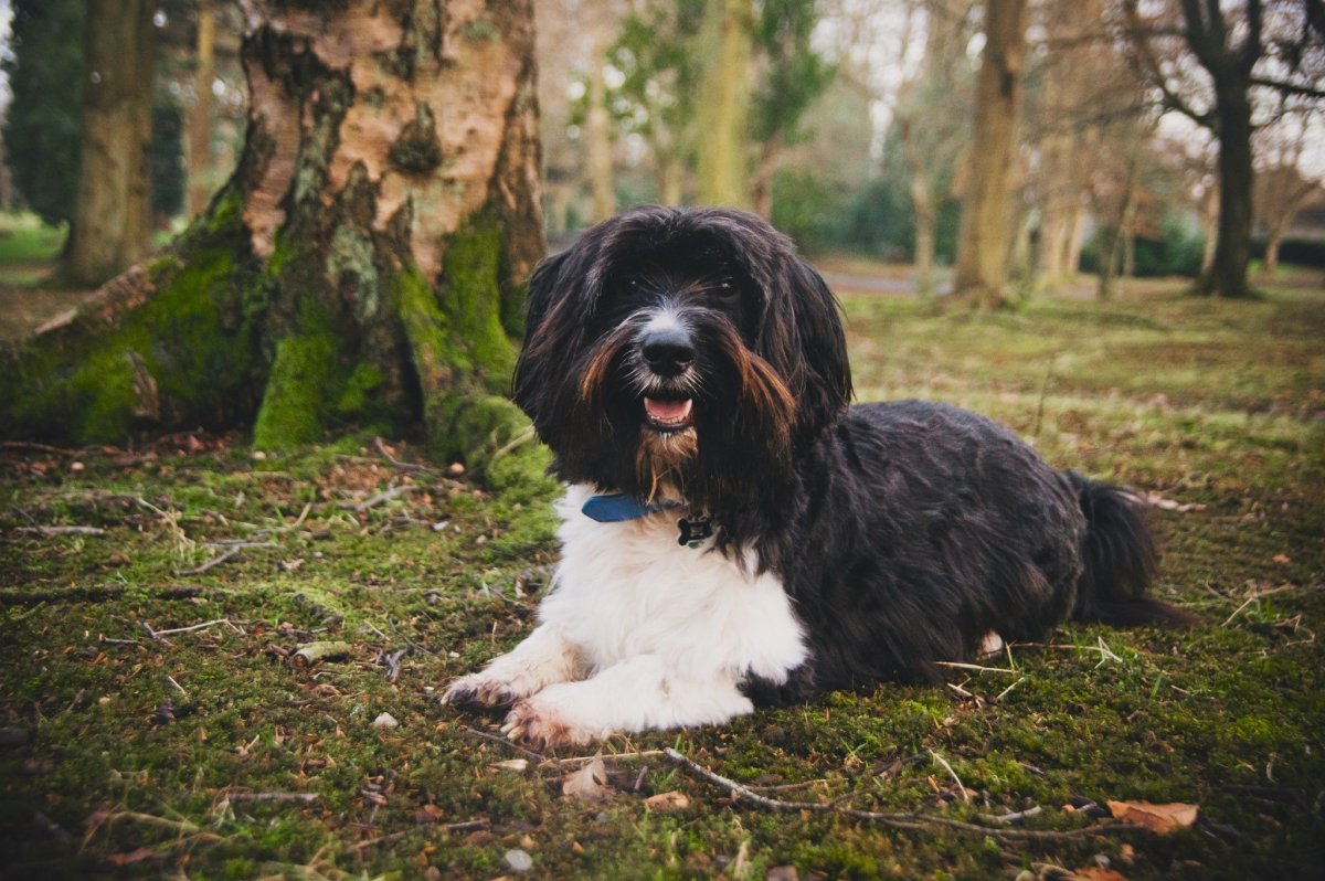 Тибетский терьер персиковый