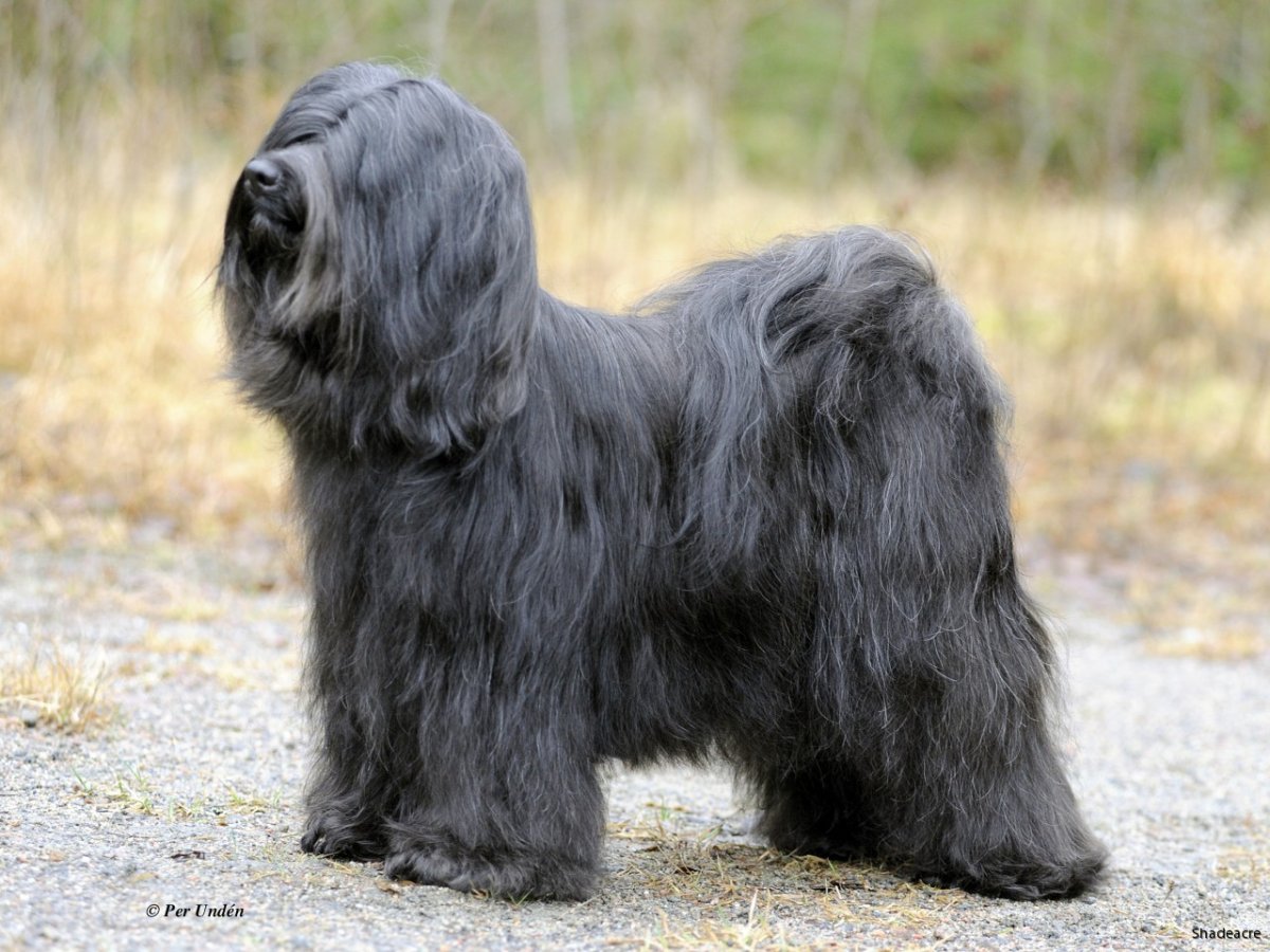 Тибетский терьер стриженный