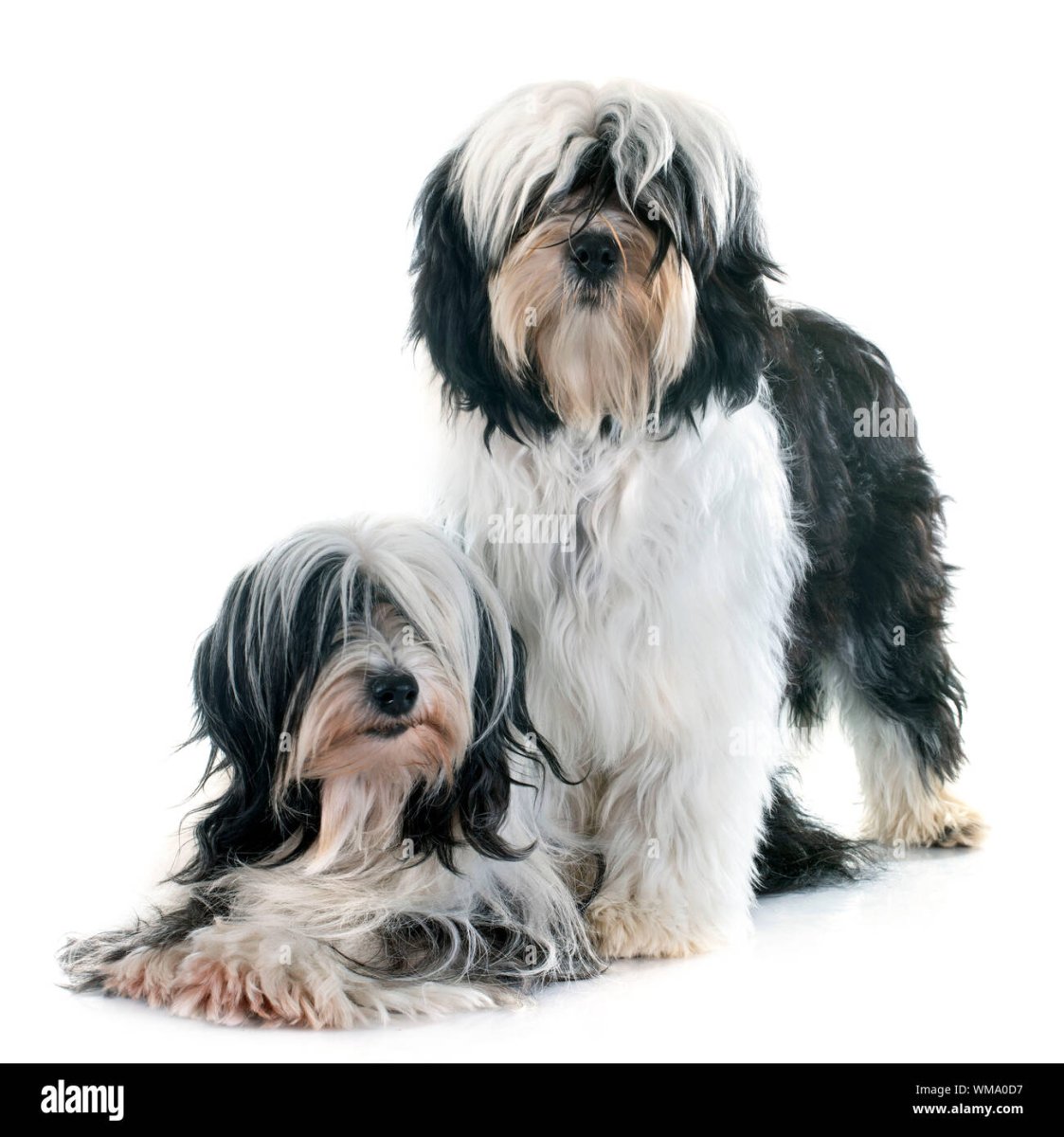 Лхасский терьер Апсо