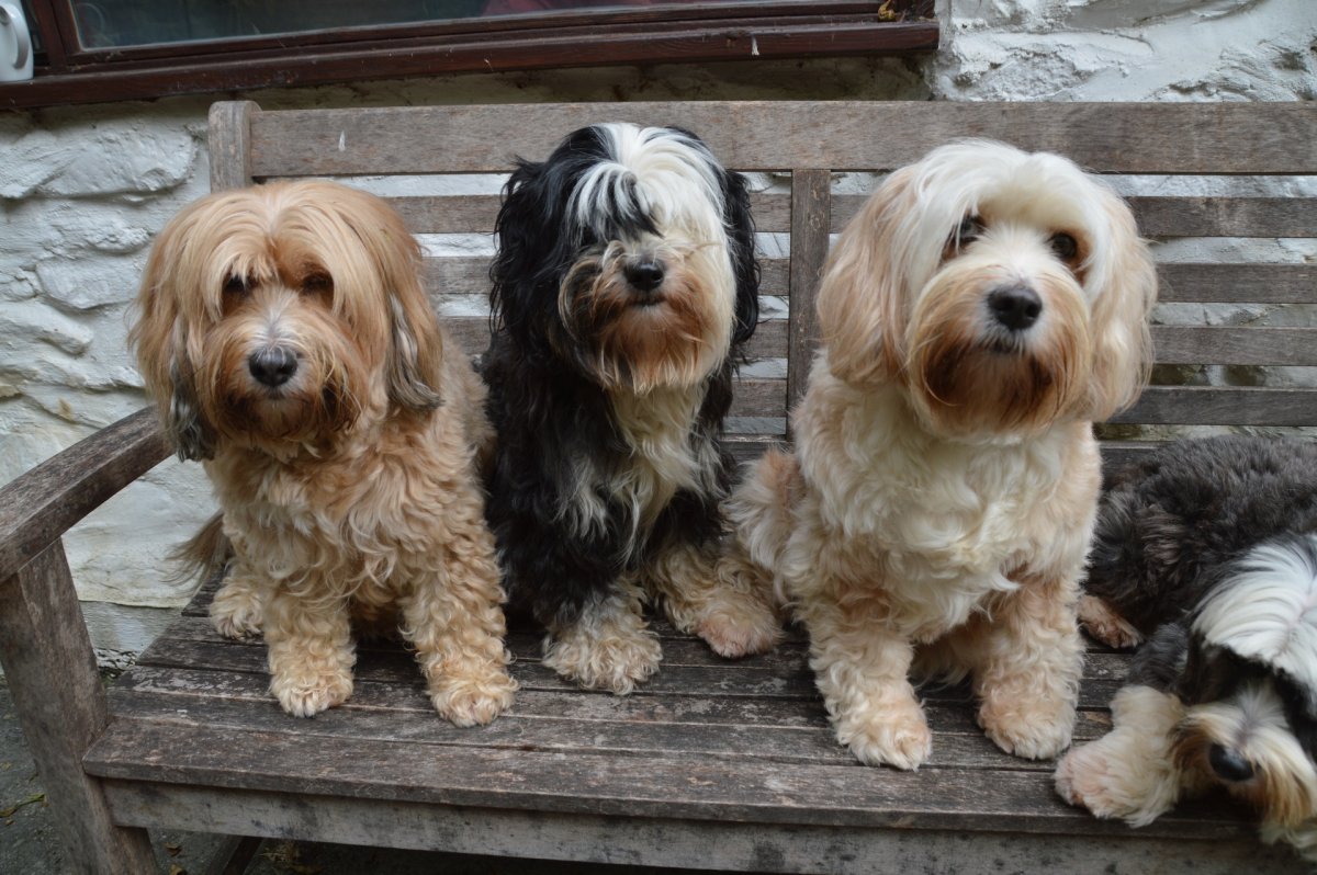 Тибетский терьер