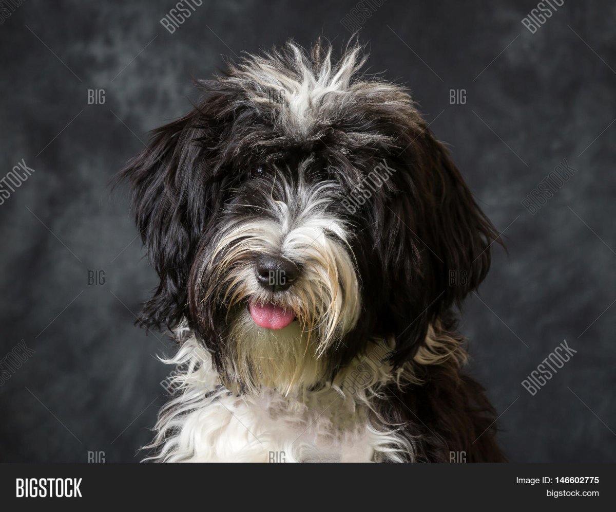 Порода собак тибетский терьер