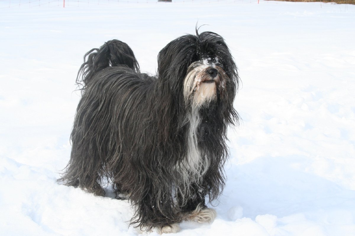 Tibetan Terrier тибетский терьер