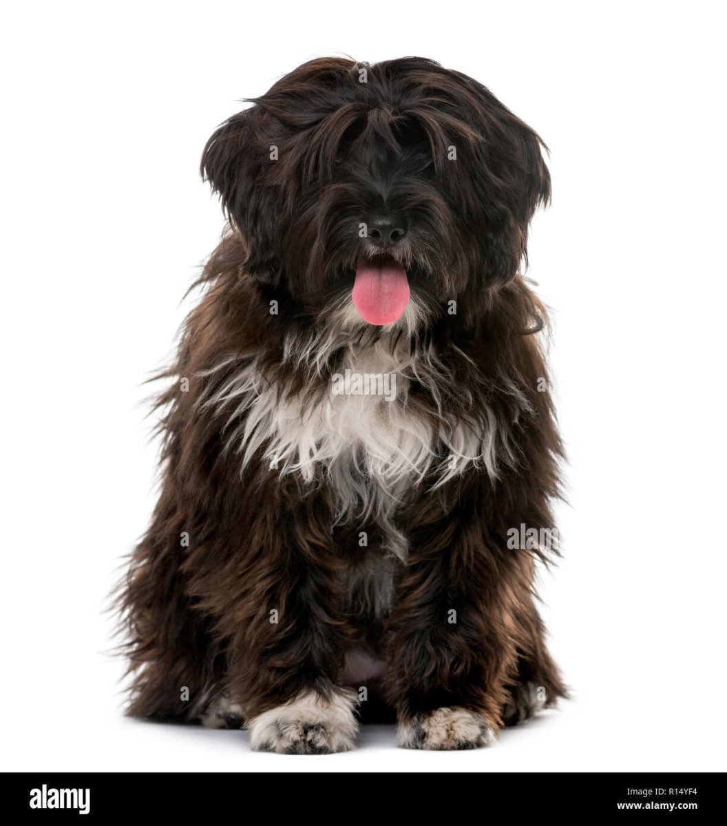 Тибетский пшеничный терьер