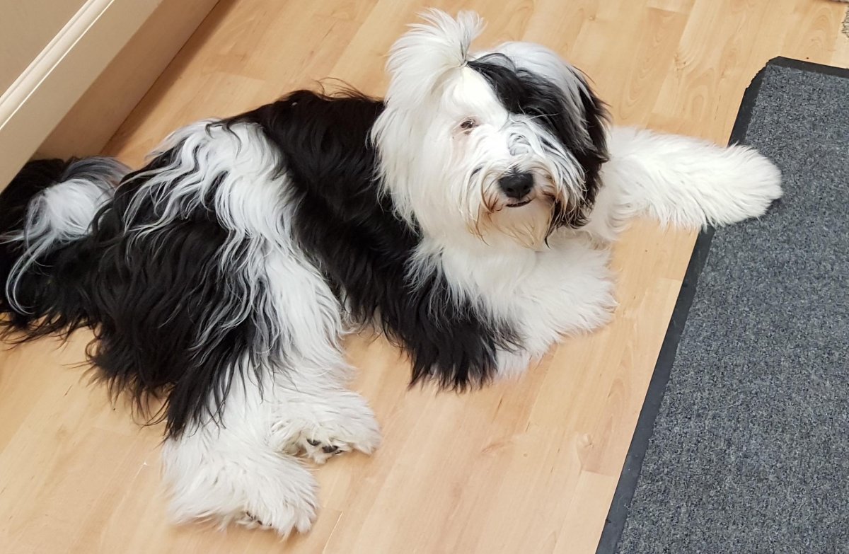 Тибетский терьер Портос