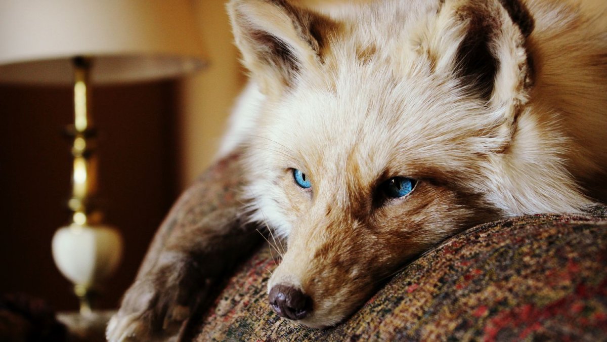 Лисы с голубыми глазами