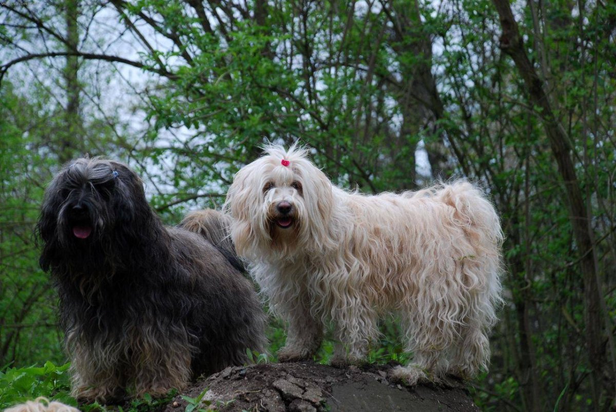Лхаса Апсо и тибетский терьер