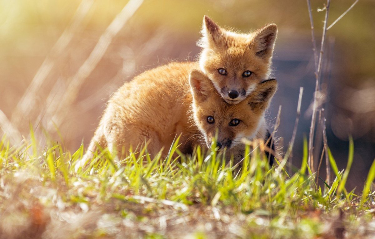 Лисенок на рабочий стол