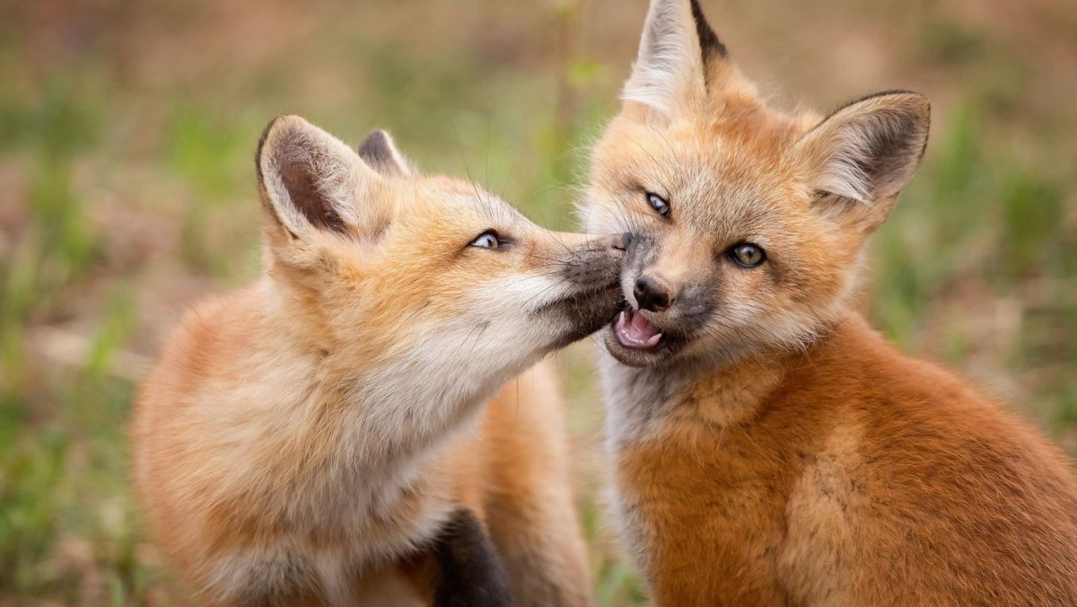 Две лисички