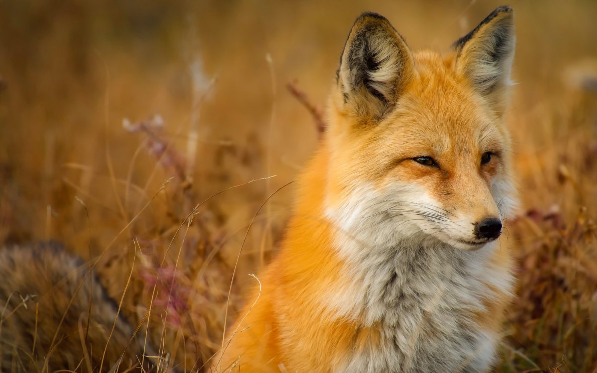 Лисица (Vulpes Vulpes)