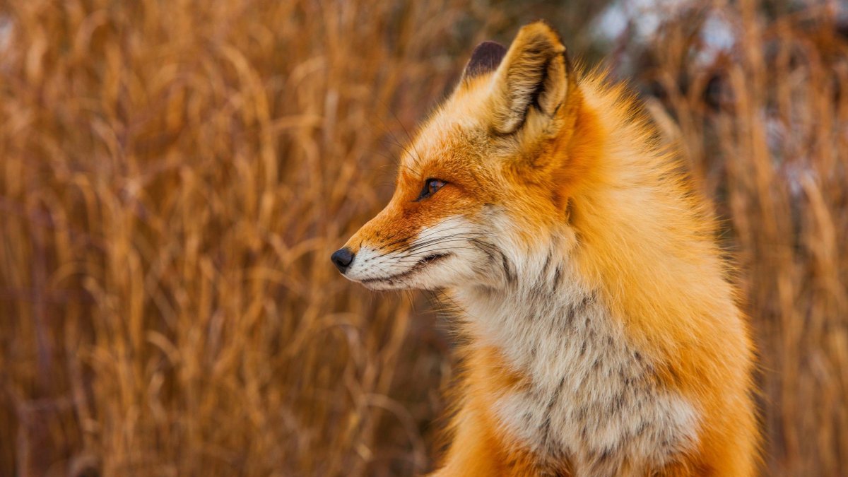 Картинки на рабочий стол лиса