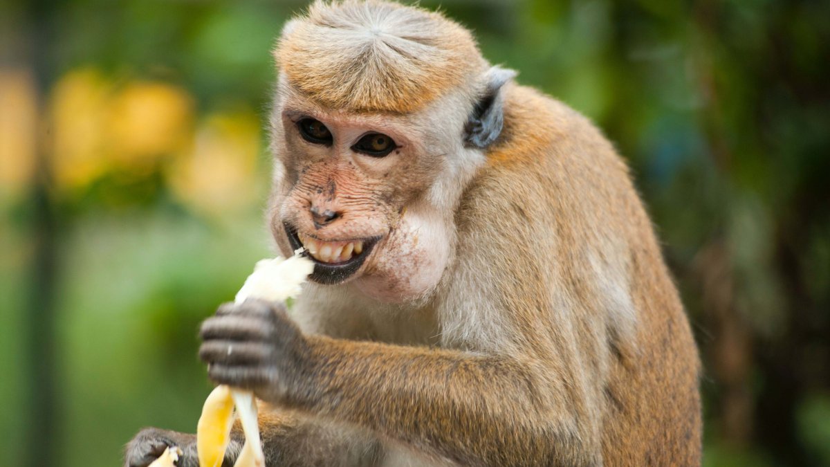 Обезьянка ест банан