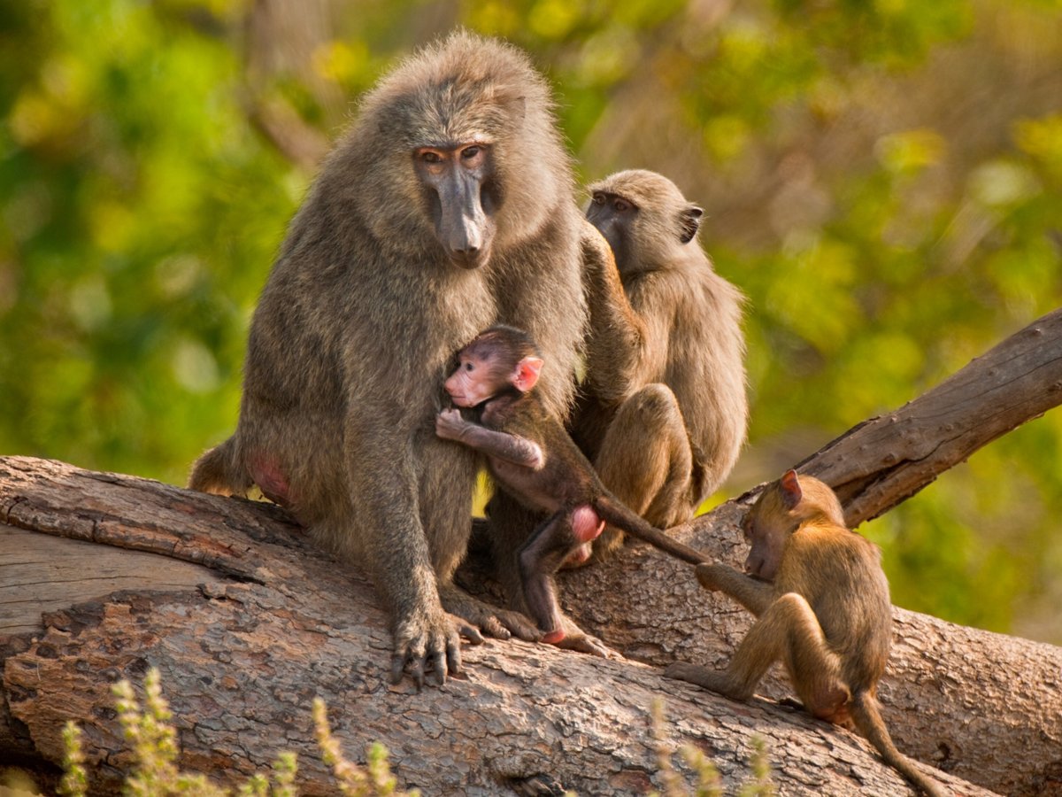 Кошачий лемур (Lemur catta)