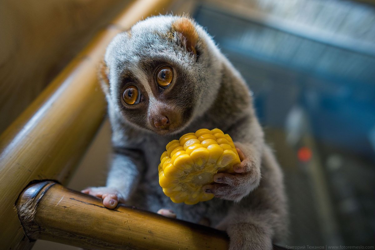 Лемур Лори домашний