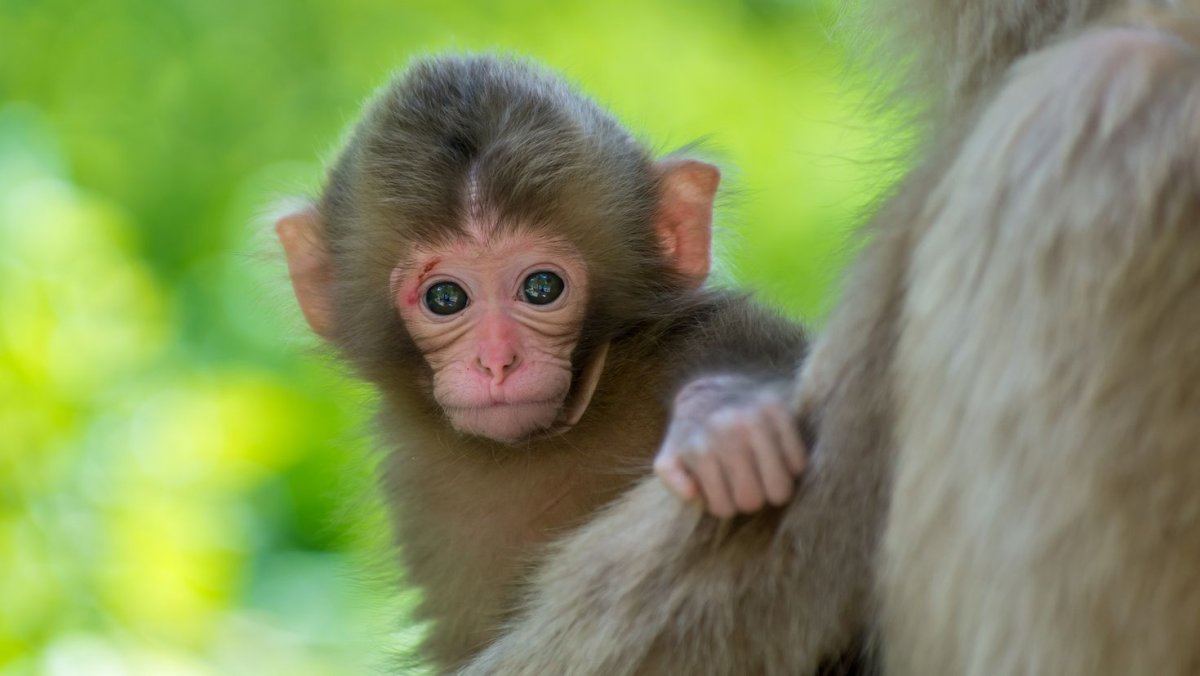 Красивая обезьянка