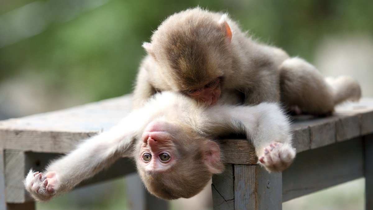 Обезьяны обнимаются