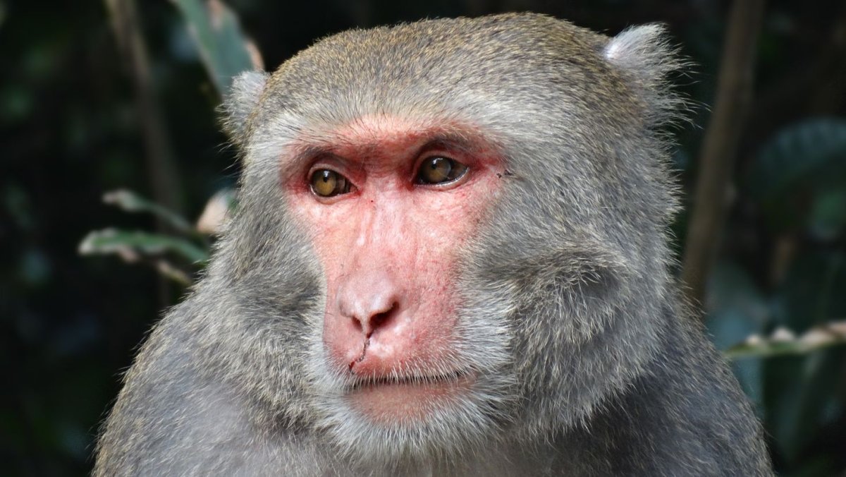 Бородатый капуцин