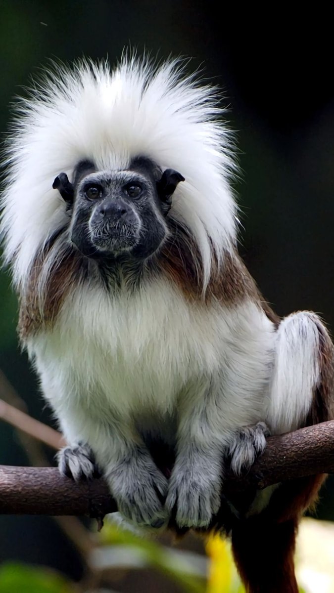 Эдипов Тамарин